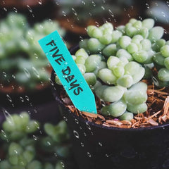 100 Pcs Garden Waterproof Plant Plastic Labels Nursery Nursery Tray Markers DIY Garden